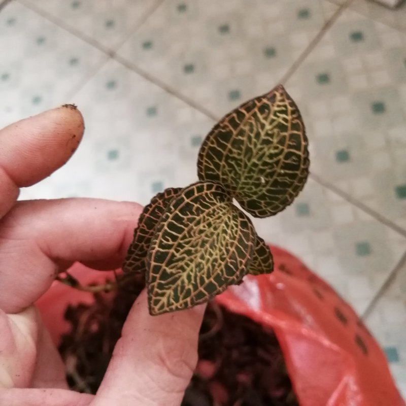 金线莲