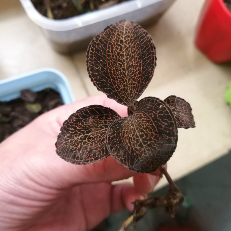 金线莲