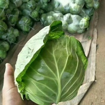 河北永年精品绿甘蓝大量供应中，可供各种超市和大型市场