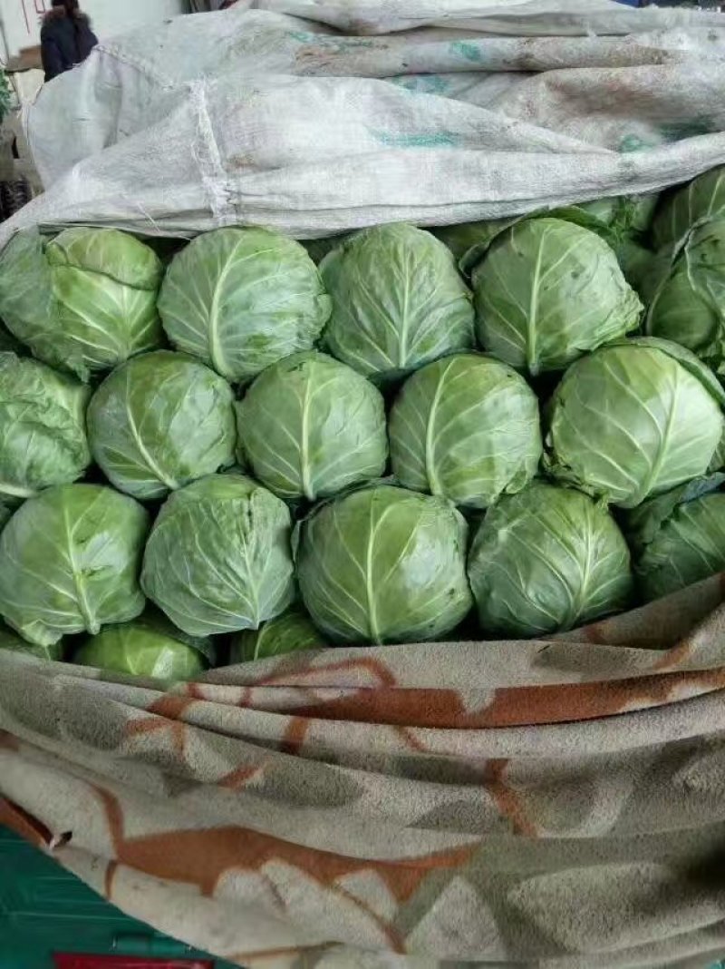 河北永年精品绿甘蓝大量供应中，可供各种超市和大型市场