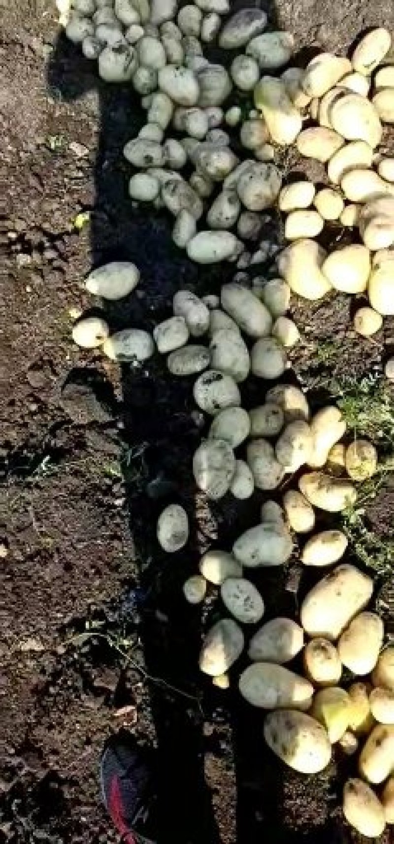 六号丽薯洋芋