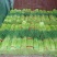 新鲜红帽蒜薹大量供应，精品60-70，负责找车，货源充足