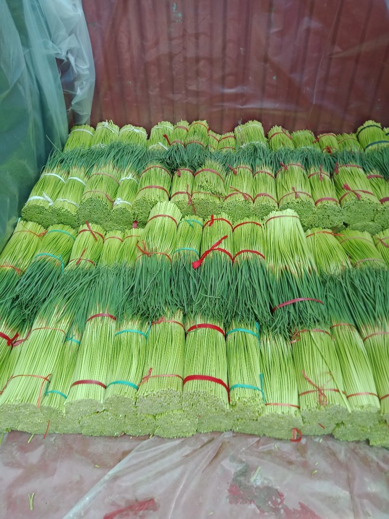 新鲜红帽蒜薹大量供应，精品60-70，负责找车，货源充足