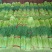 新鲜红帽蒜薹大量供应，精品60-70，负责找车，货源充足
