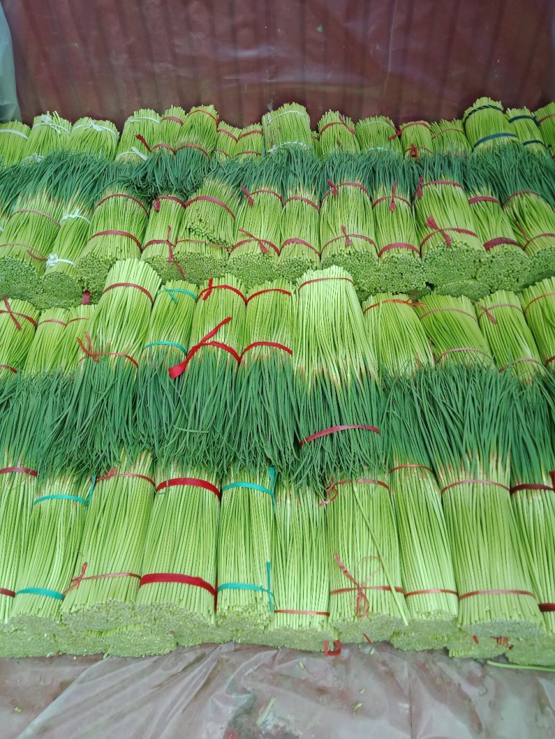 新鲜红帽蒜薹大量供应，精品60-70，负责找车，货源充足