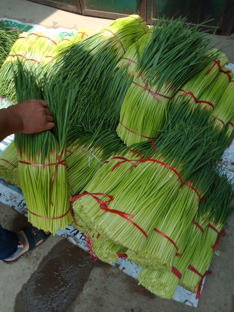 新鲜红帽蒜薹大量供应，精品60-70，负责找车，货源充足