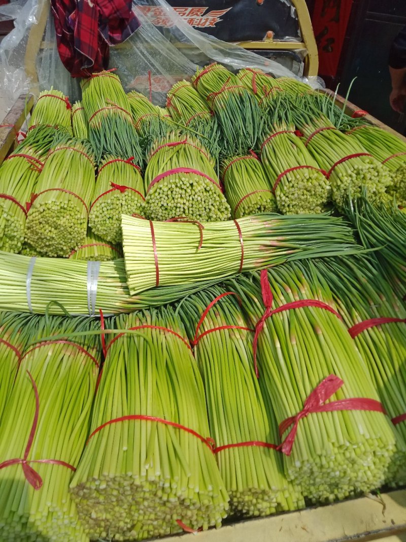 新鲜红帽蒜薹大量供应，精品60-70，负责找车，货源充足