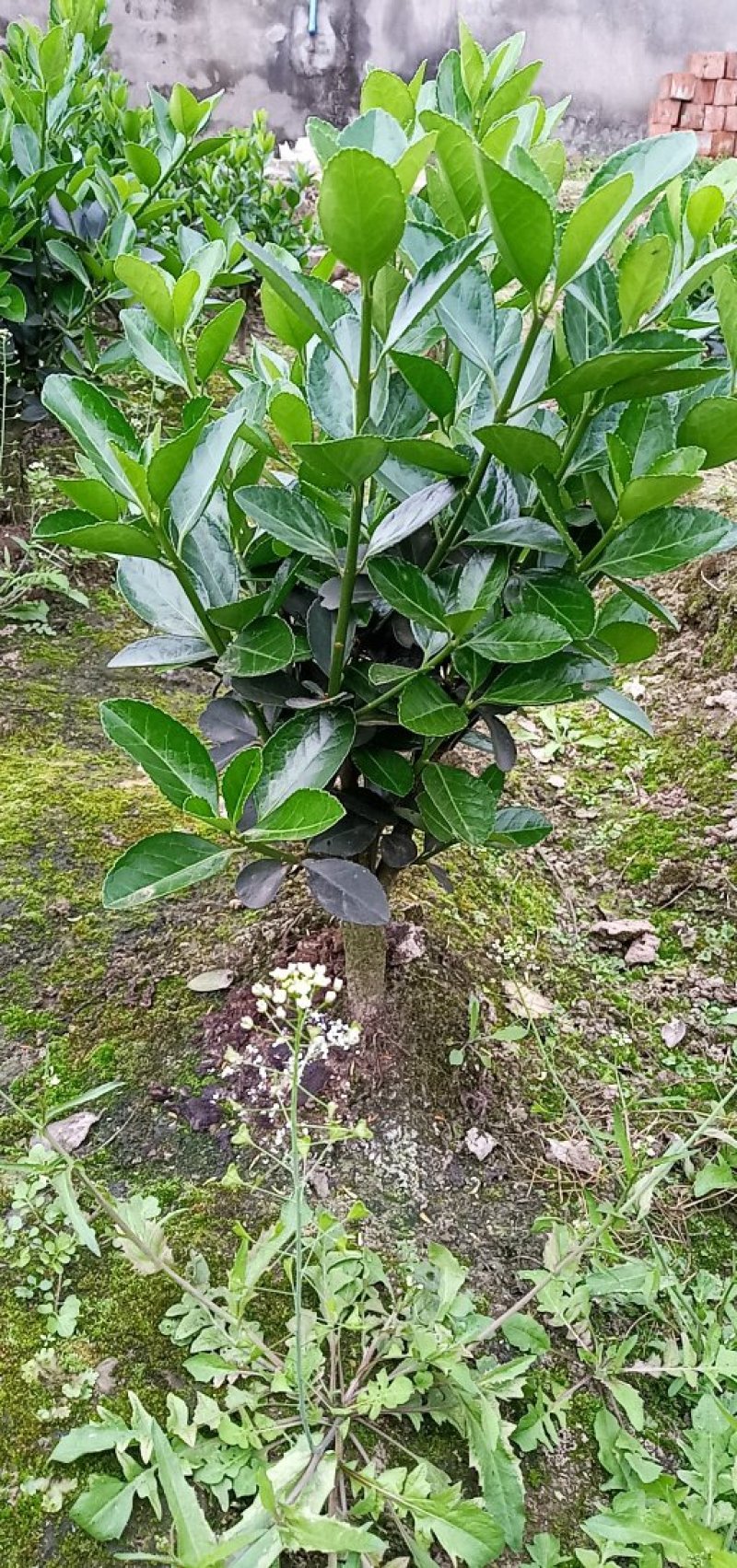【牛商优选】黄杨苗（冬青）15～200公分品质优良