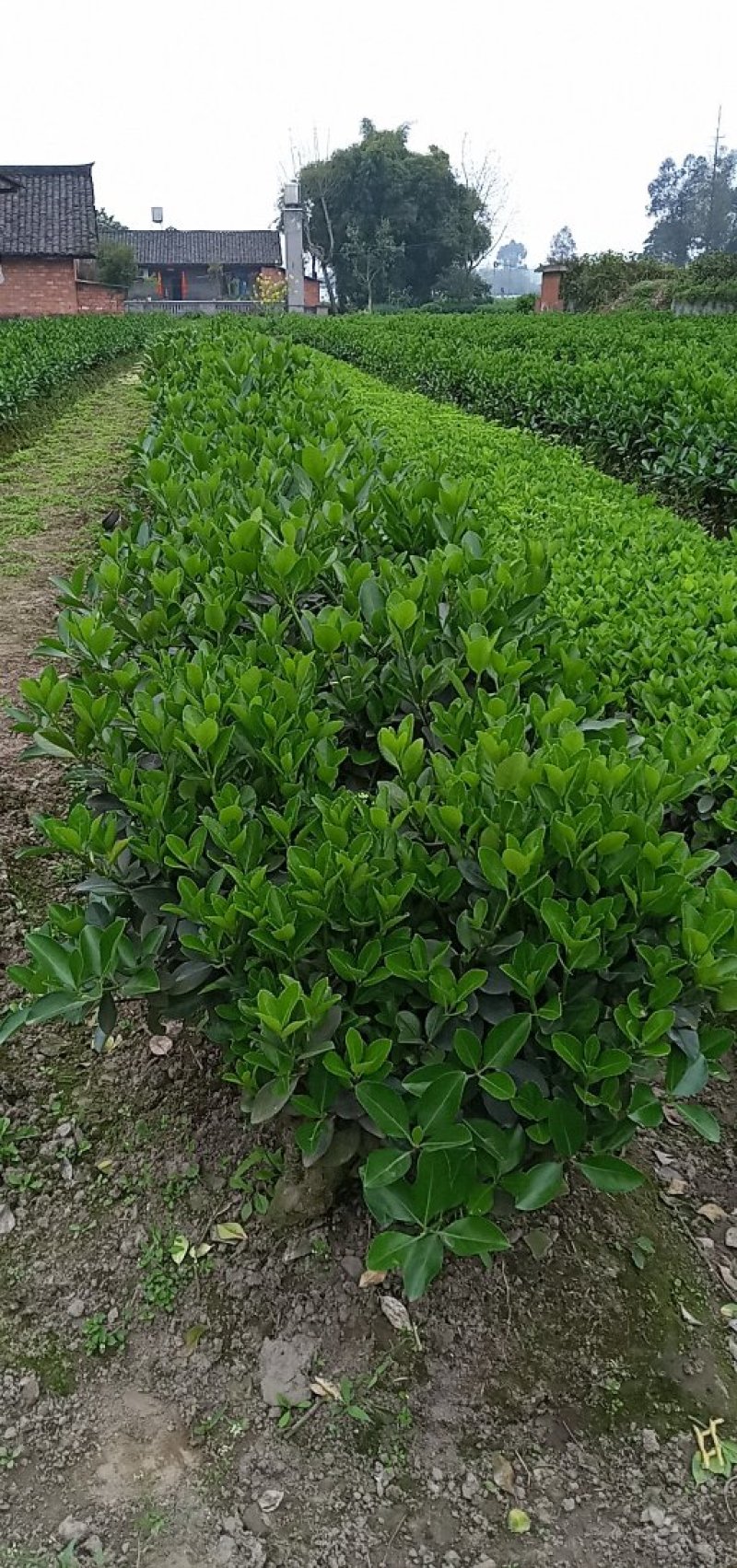 【牛商优选】黄杨苗（冬青）15～200公分品质优良