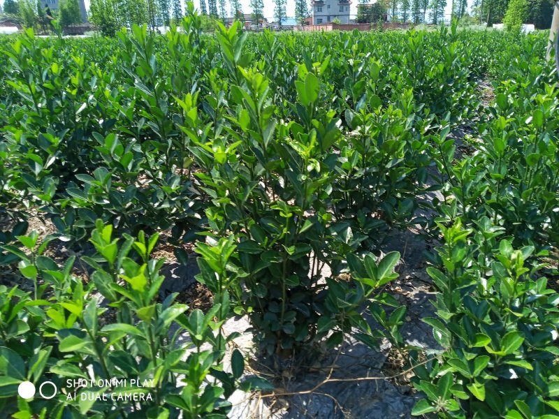 【牛商优选】黄杨苗（冬青）15～200公分品质优良