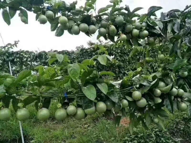 紫香台农黄金百香果苗包邮