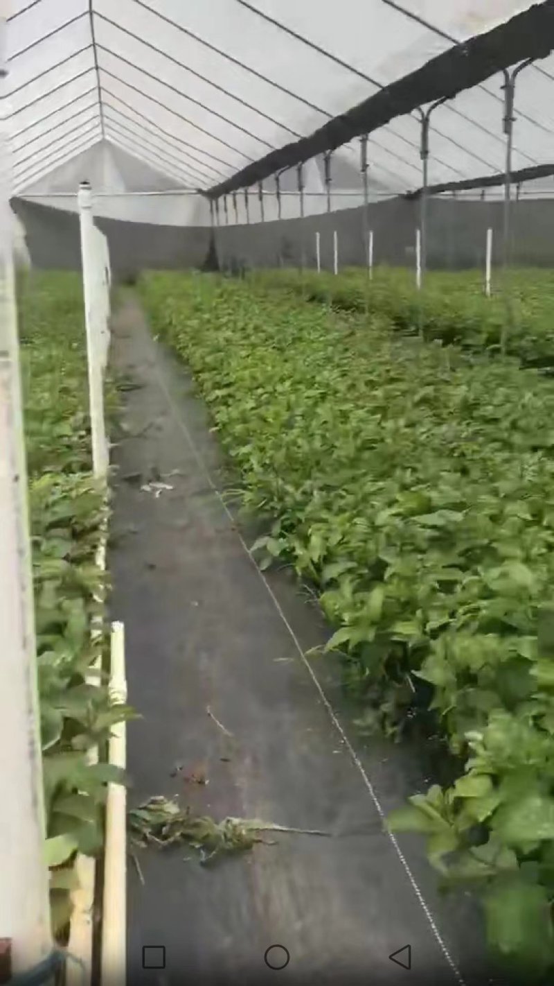 紫香台农黄金百香果苗包邮