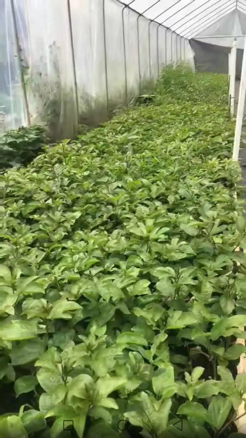 紫香台农黄金百香果苗包邮