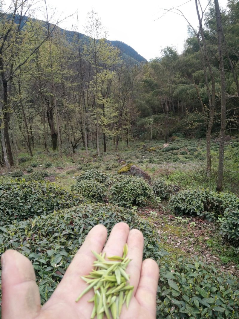 黄山毛峰