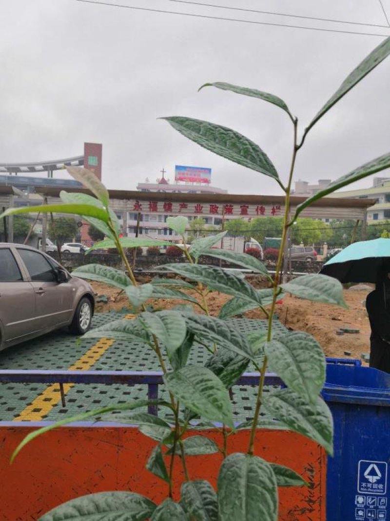 热手盆栽金花茶小苗茶花