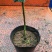 热手盆栽金花茶小苗茶花