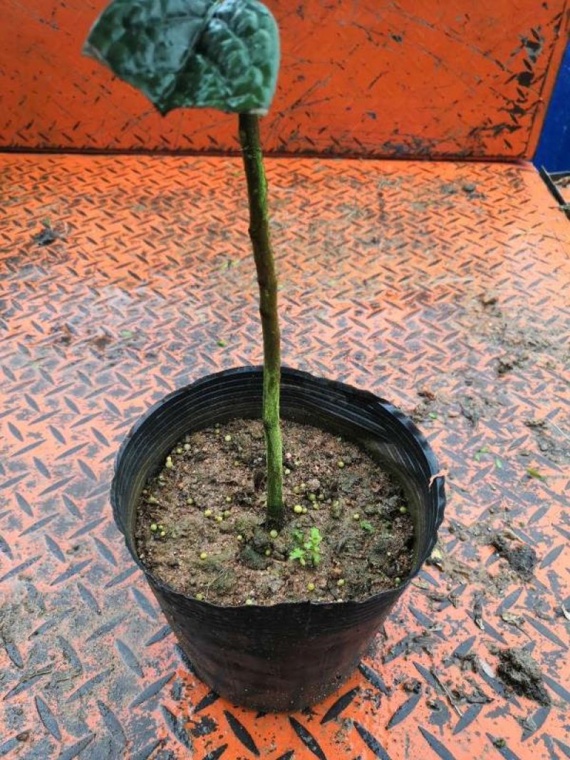 热手盆栽金花茶小苗茶花