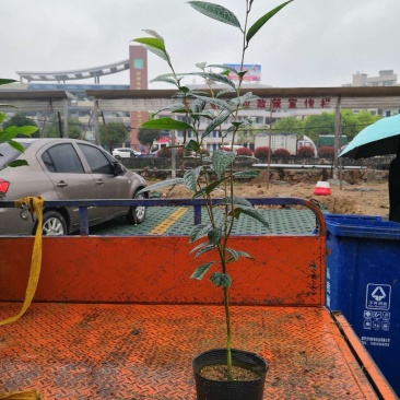 热手盆栽金花茶小苗茶花