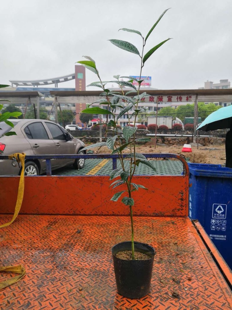 热手盆栽金花茶小苗茶花