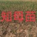 知母苗，优质品种，大量供应，