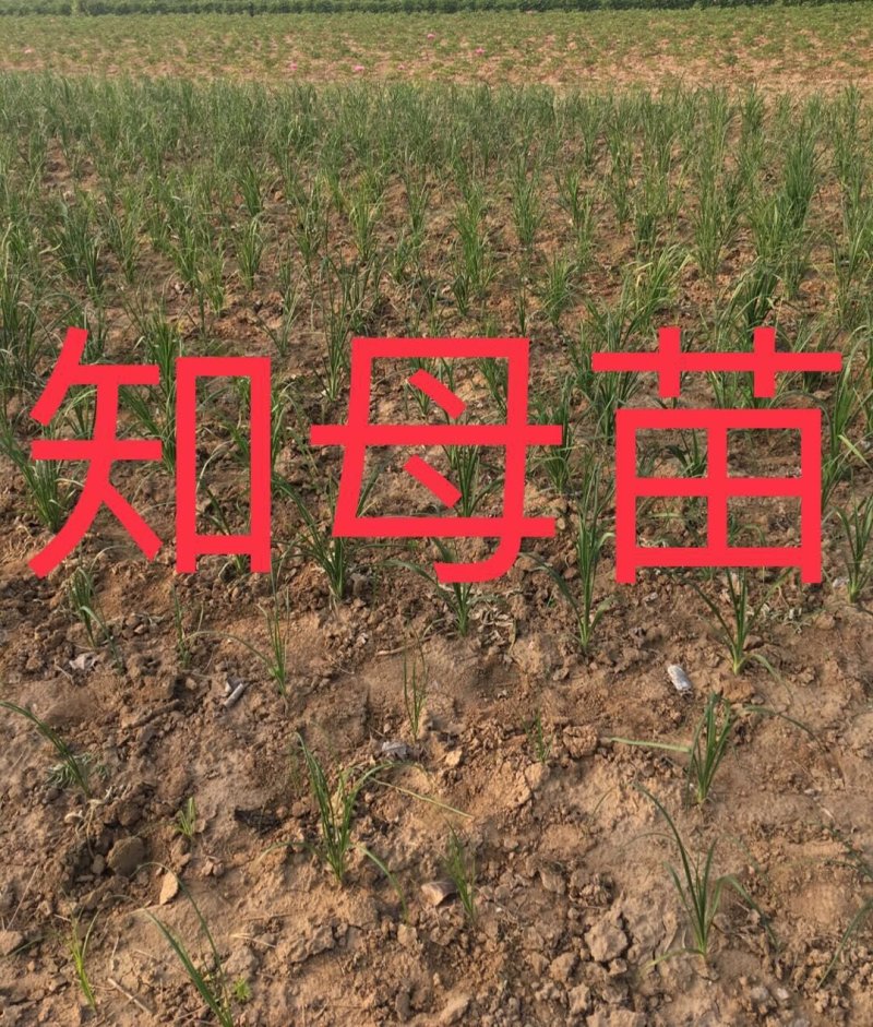 知母苗，优质品种，大量供应，