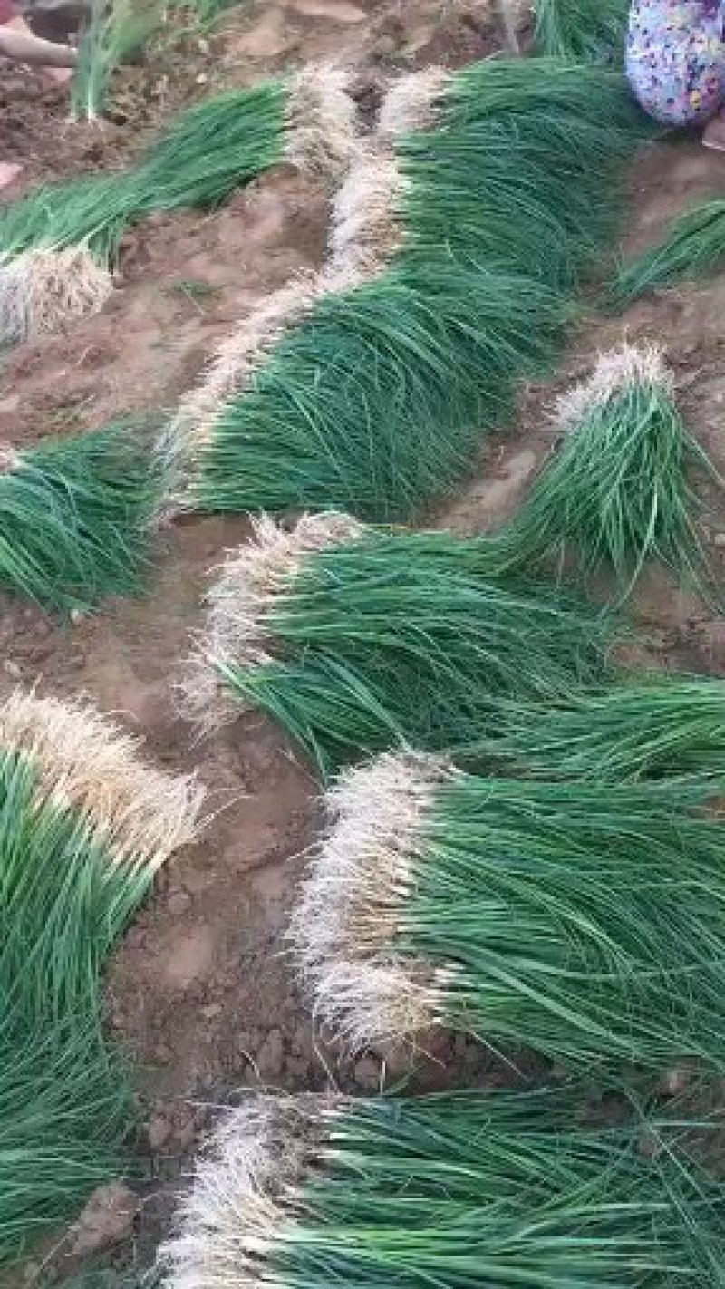 知母苗，优质品种，大量供应，