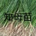 知母苗，优质品种，大量供应，