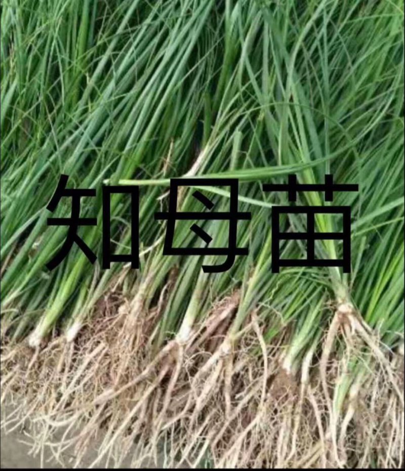 知母苗，优质品种，大量供应，