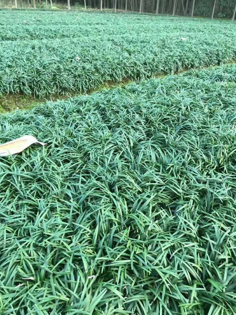 玉龙草