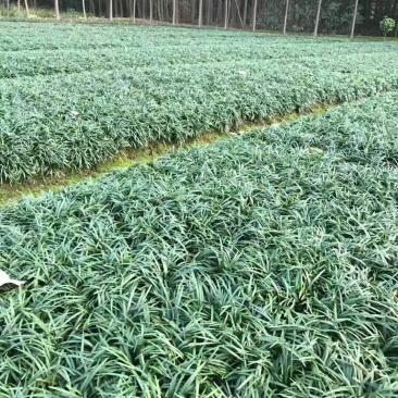 玉龙草