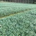 玉龙草