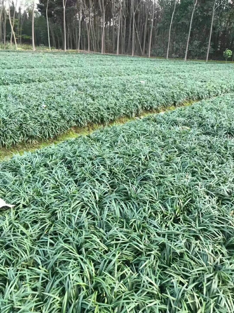 玉龙草