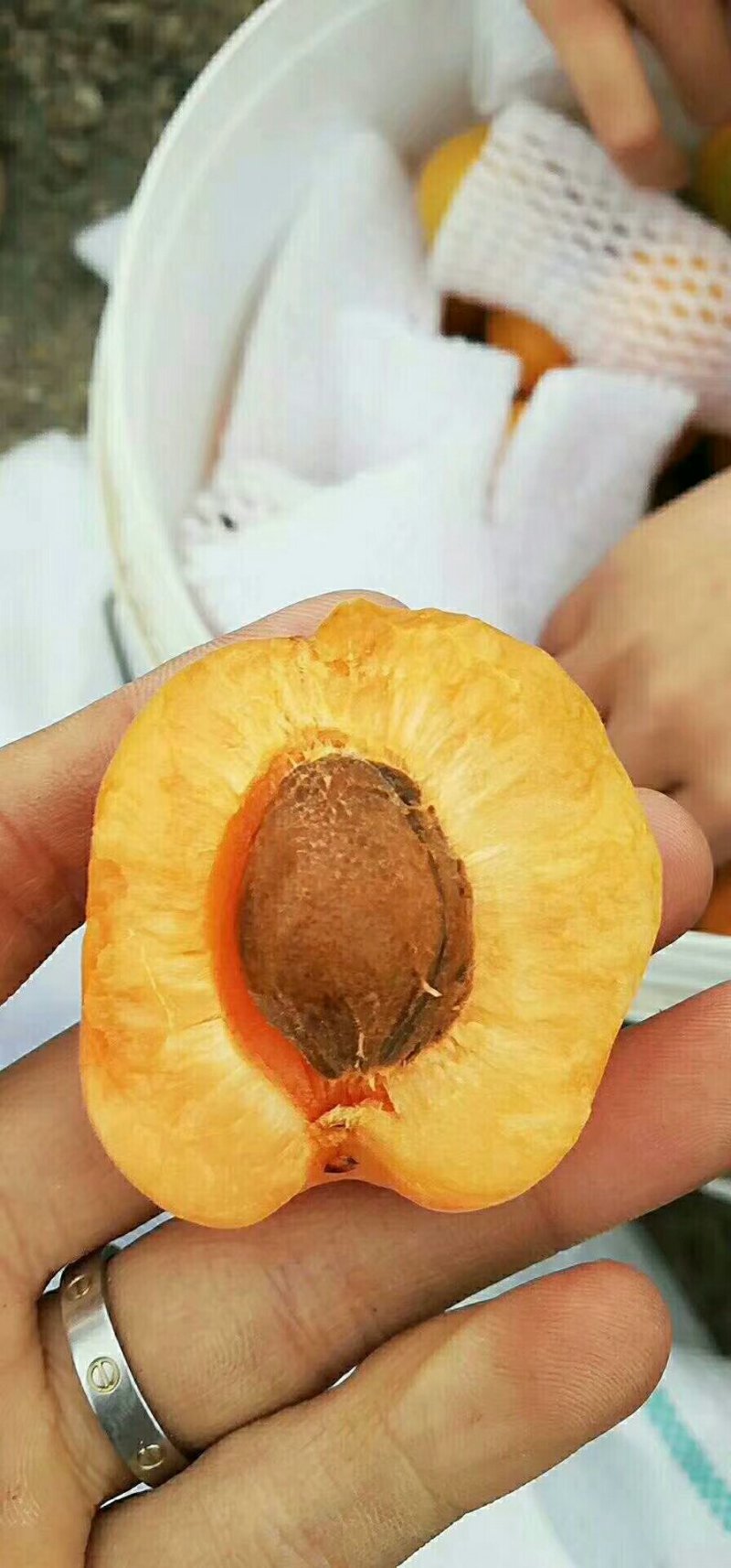 杏