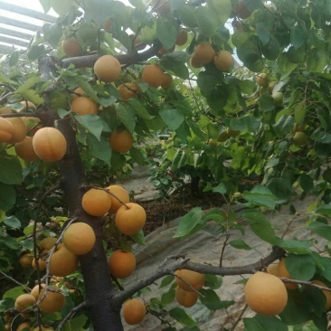 金太阳杏