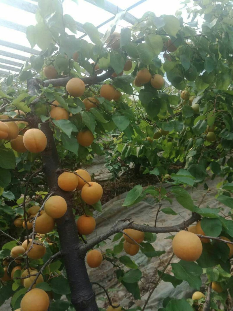 金太阳杏
