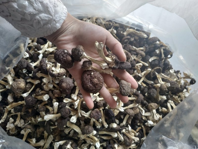 赤松茸干品野生化无农药无化肥有机食品，基地直供，一件代发