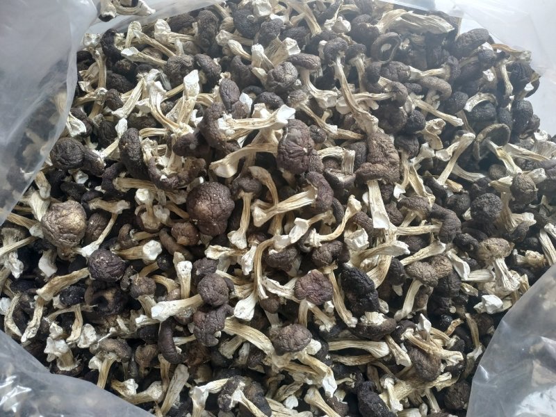 赤松茸干品野生化无农药无化肥有机食品，基地直供，一件代发