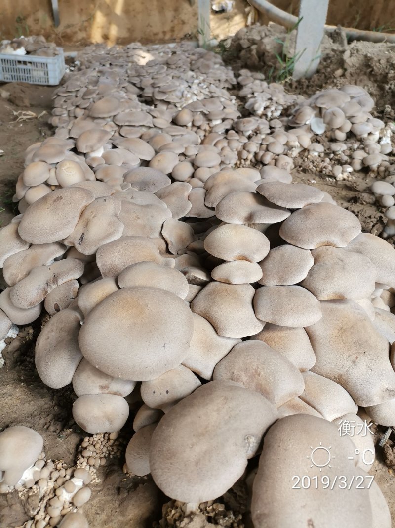 阿魏菇杏鲍菇母种，原种，栽培种