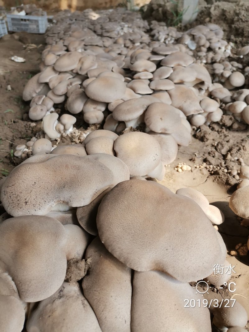 阿魏菇杏鲍菇母种，原种，栽培种