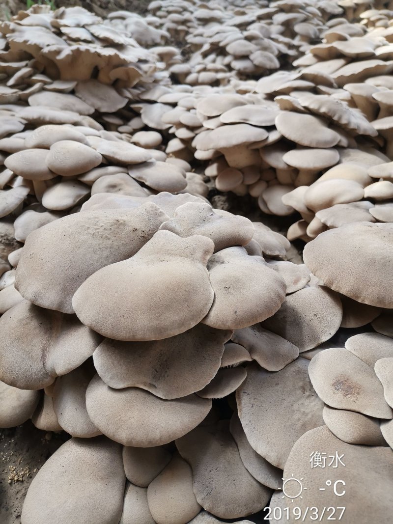 阿魏菇杏鲍菇母种，原种，栽培种