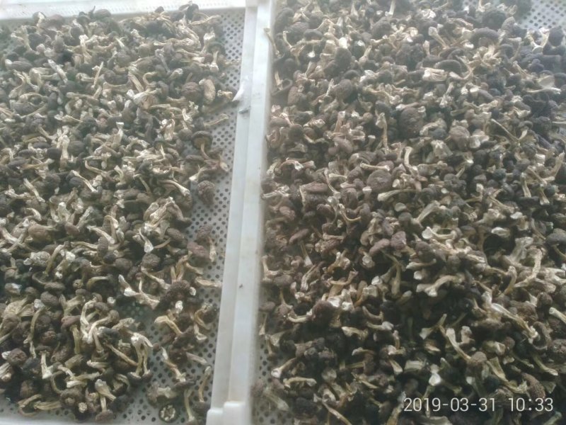 赤松茸干品野生化无农药无化肥有机食品，基地直供，一件代发