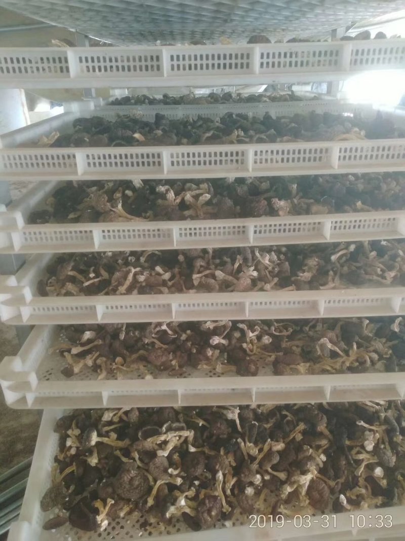 赤松茸干品野生化无农药无化肥有机食品，基地直供，一件代发