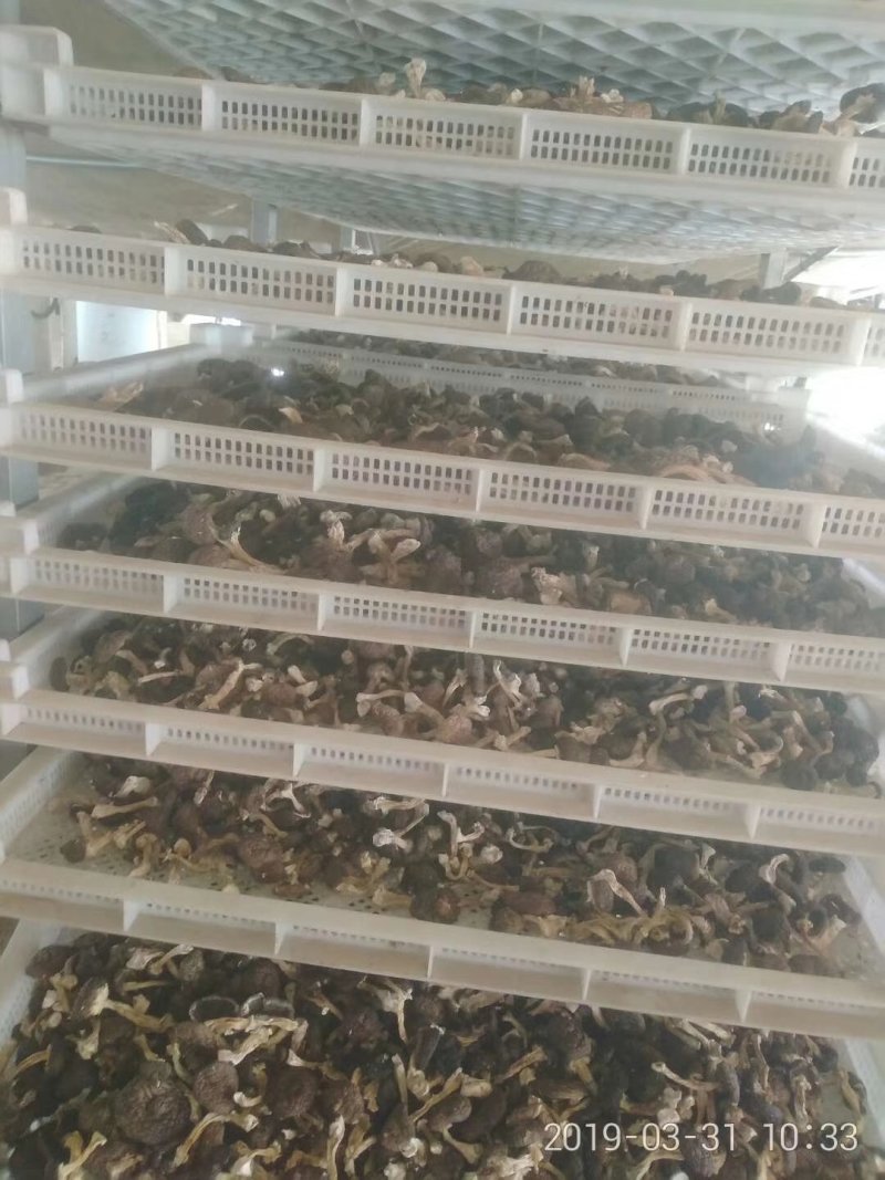 赤松茸干品野生化无农药无化肥有机食品，基地直供，一件代发