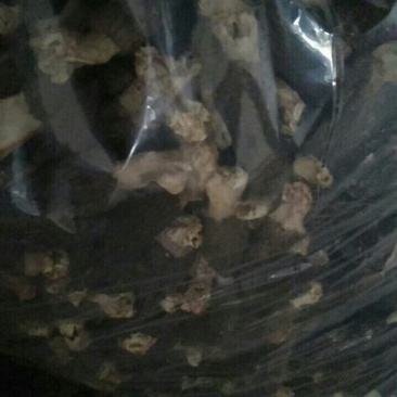 金堂羊肚菌统货