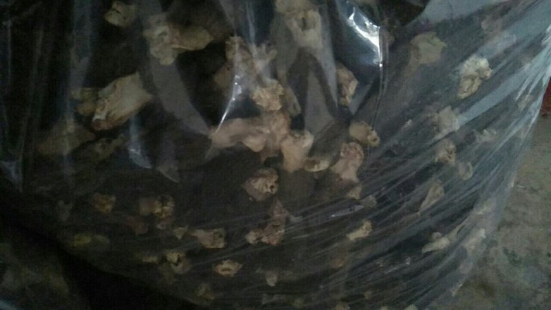 金堂羊肚菌统货