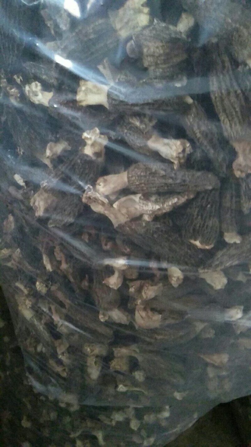 金堂羊肚菌统货