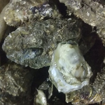 生蚝乳山生蚝鲜活生蚝肉新鲜大牡蛎带壳海蛎子贝类海鲜水产即