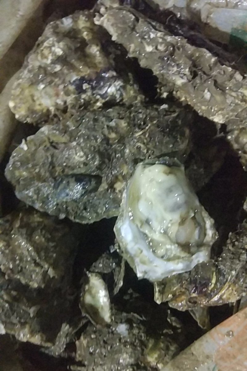 生蚝乳山生蚝鲜活生蚝肉新鲜大牡蛎带壳海蛎子贝类海鲜水产即