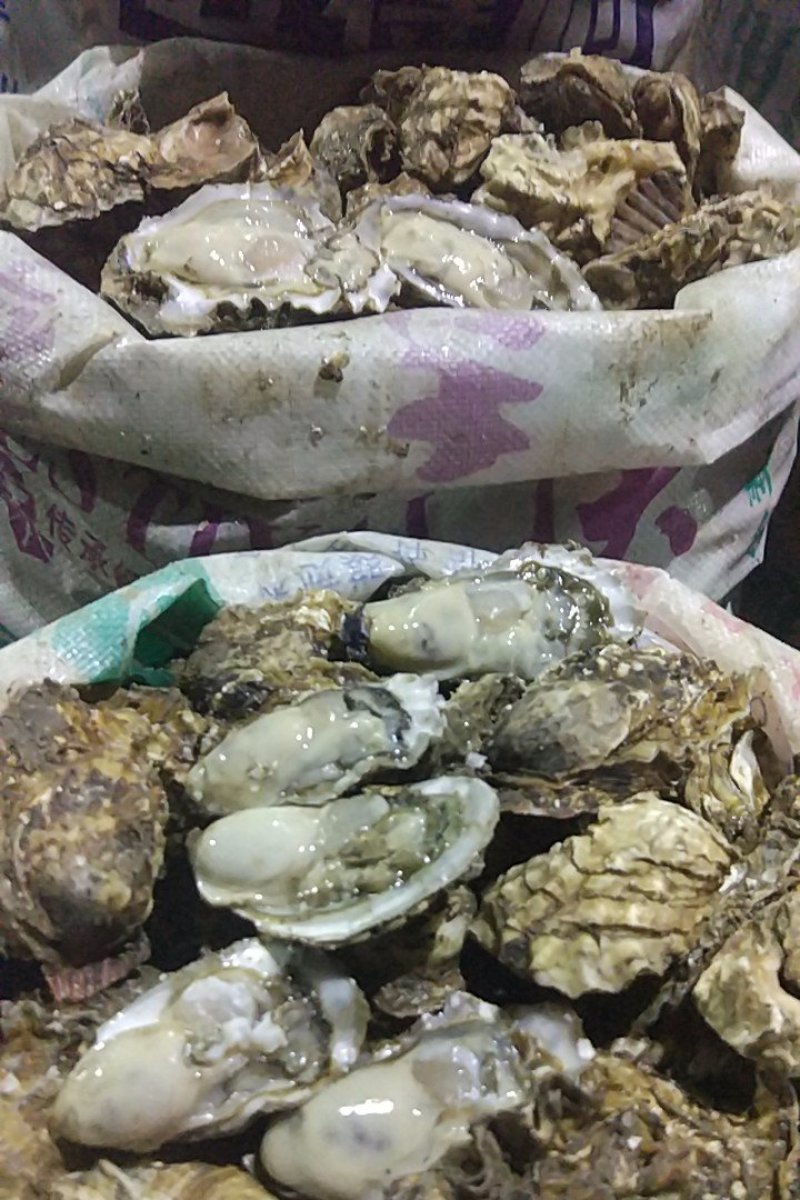 生蚝乳山生蚝鲜活生蚝肉新鲜大牡蛎带壳海蛎子贝类海鲜水产即