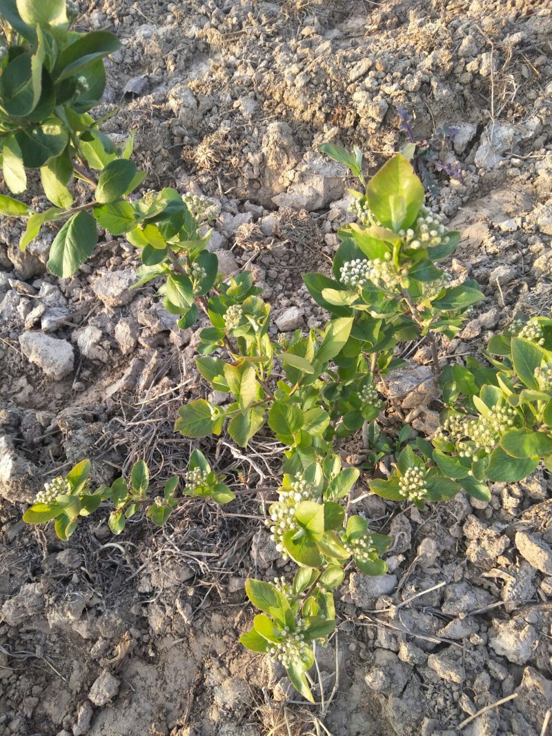 黑果花楸